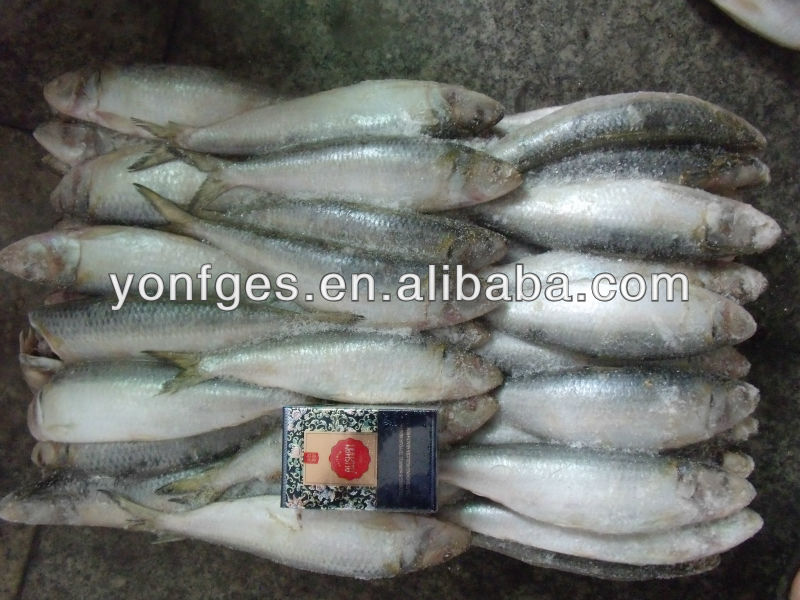 Frozen sardine