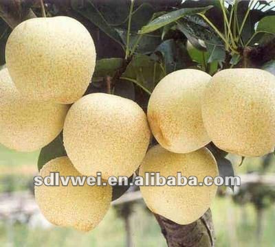 soft drink for pear juice concentrate brix70