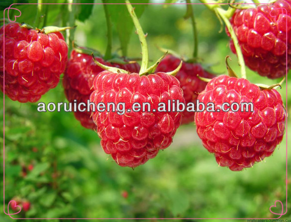 raspberry ketone from china, raspberry ketone slimming product, raspberry ketone weight loss