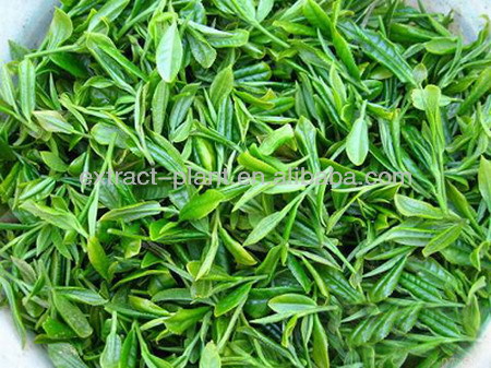 Green tea extract powder gmp manufacture supply in China