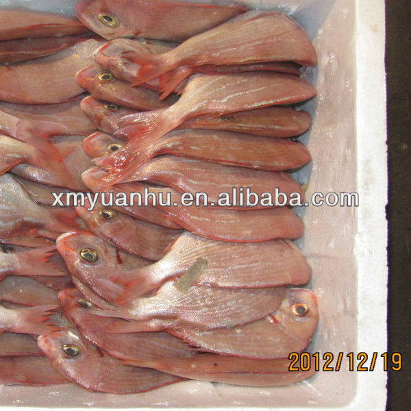 seabream 14.jpg