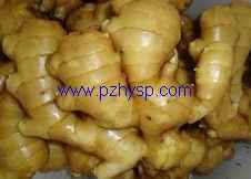 2012 Fresh Ginger in Pizhou Huaiyin Food