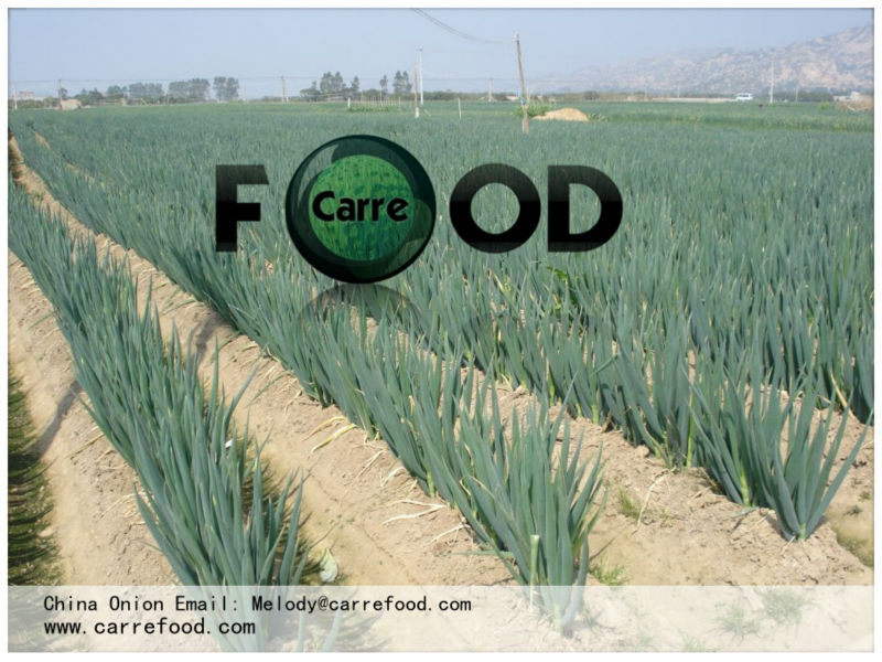 Green Chinese onion OWN FARM 10kg