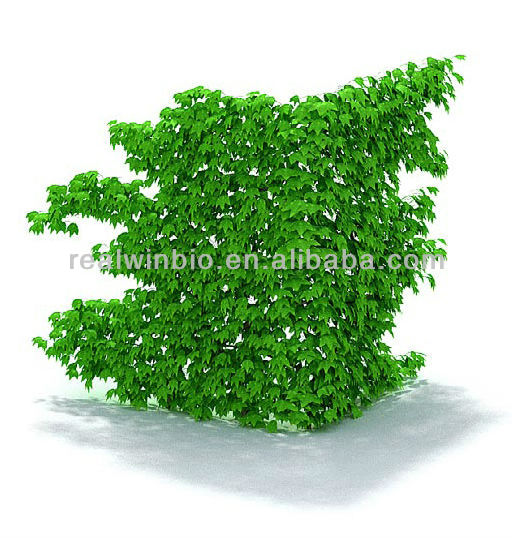 Natural 100% Ivy Leaf Extract /Ivy extract Hederacoside C 10%