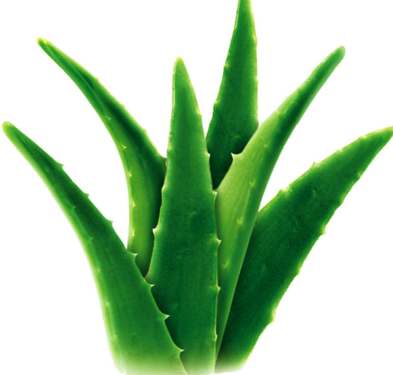 aloe vera essential oil