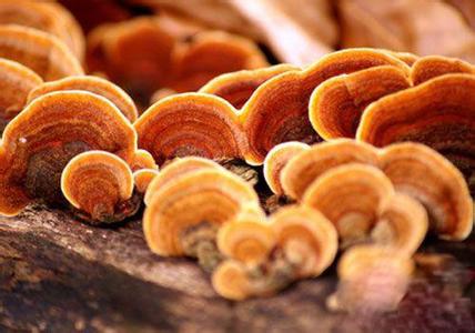 Ganoderma lucidum polysaccharides
