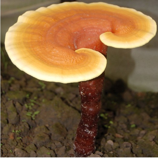 Ganoderma lucidum polysaccharides