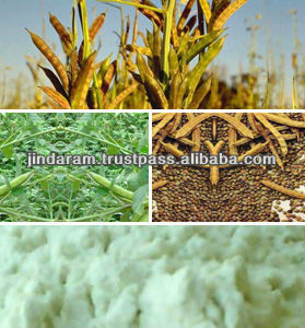 guargum-powder.jpg