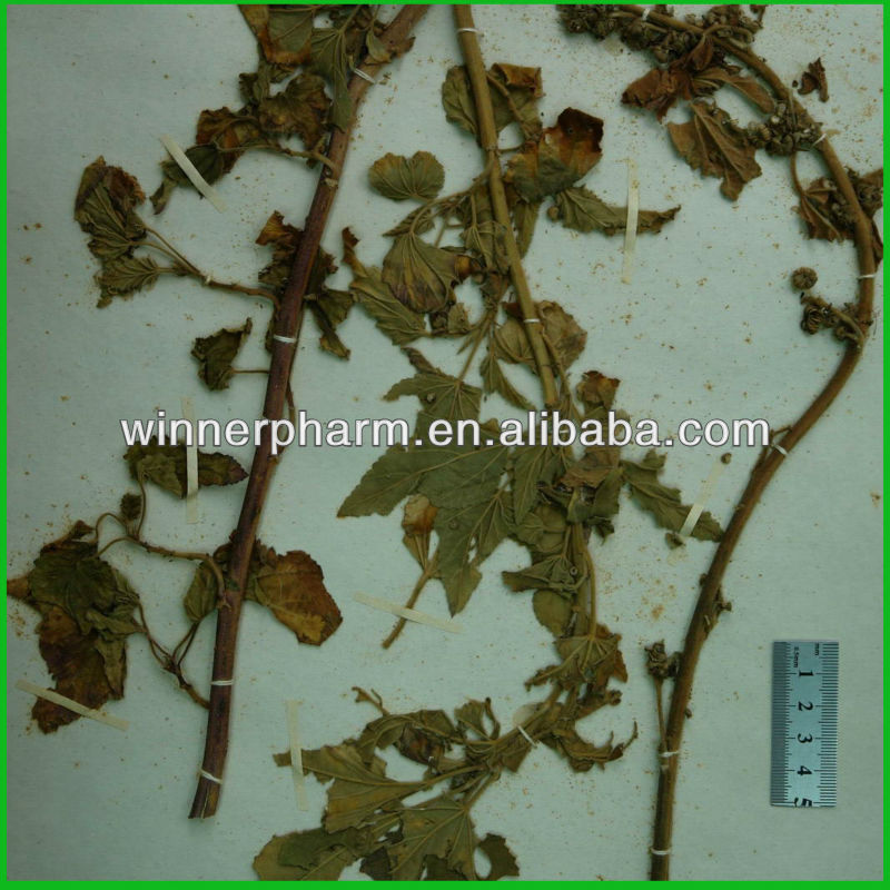 Marshmallow Leaf Extract/Althaca Rosea Extract