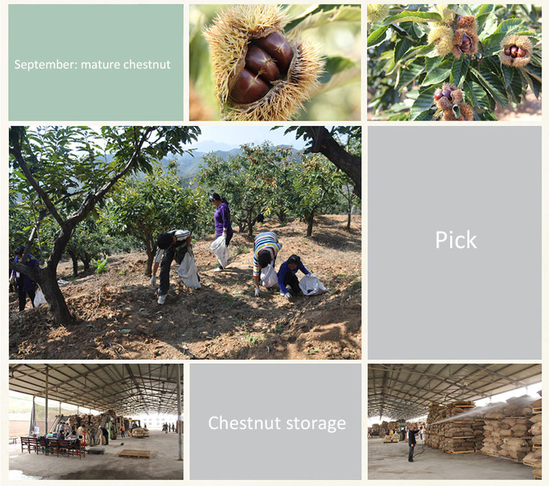 Hot sale Healthy Food Organic Fresh Chestnut for sale--the best Chinese Chestnuts Species