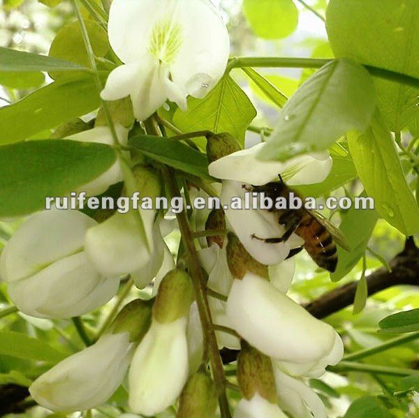100% nature and pure pine bee pollen powder