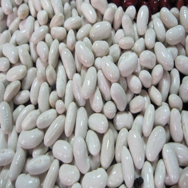 all size Japanese white kidney bean