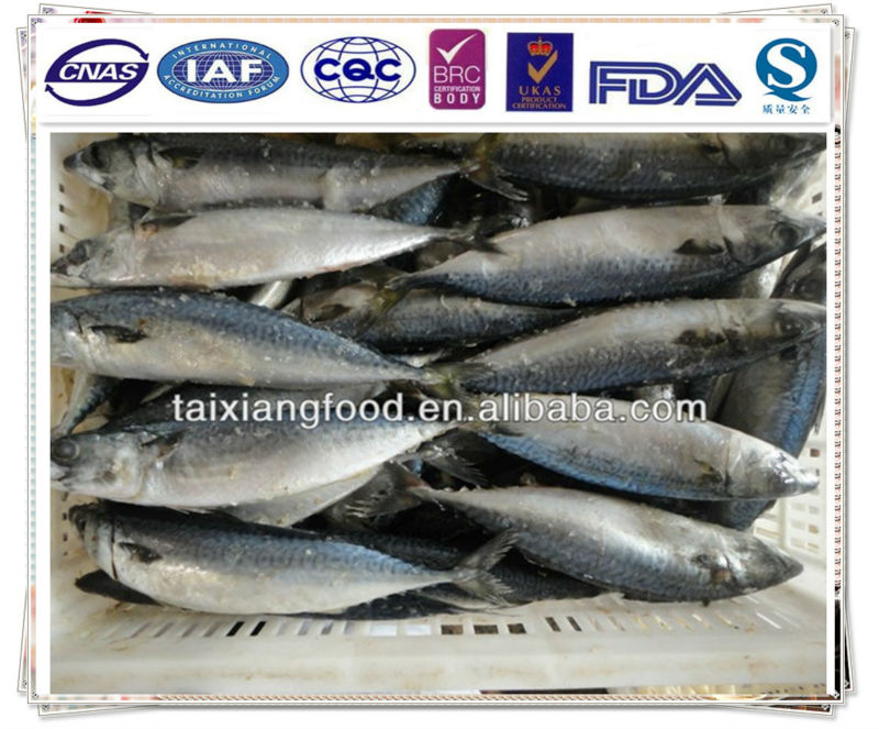 canned mackerel in brine/fish canned