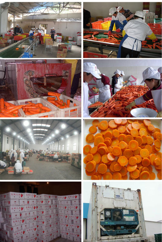 bulk carrot