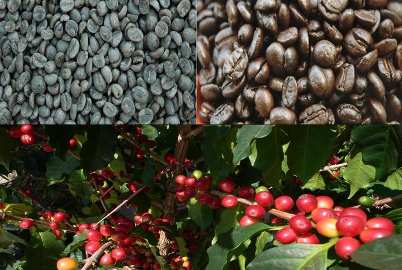 instant coffee powder ( HG 72)