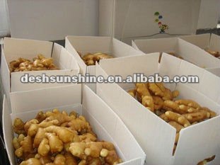 Grade A chinese air dry ginger(100-350g)