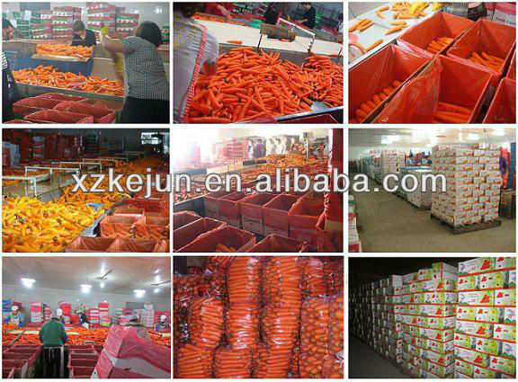 2013 Large quantity of fresh carrot on sale From China Shandong