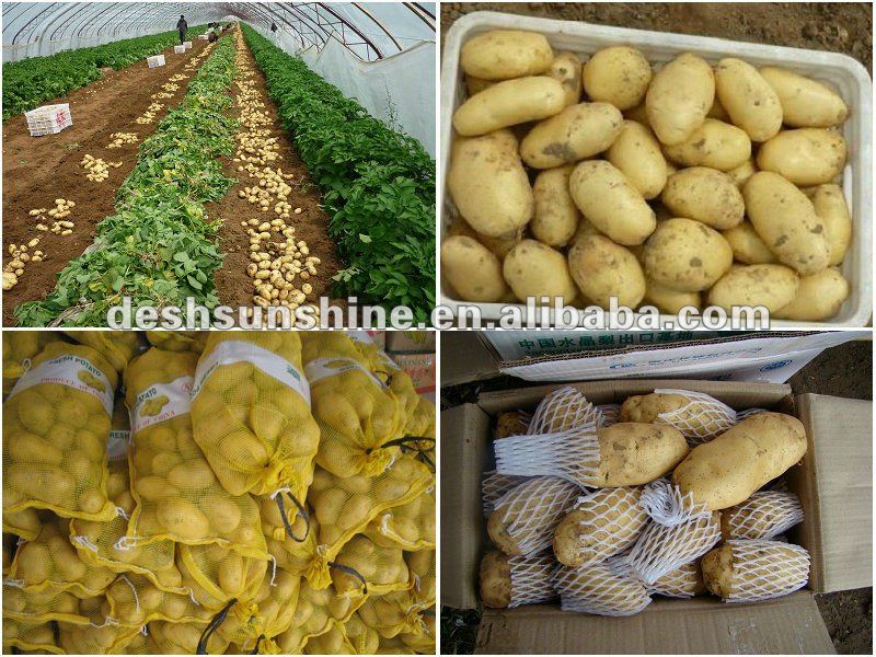 2012 New Crop Grade A fresh onion and potato