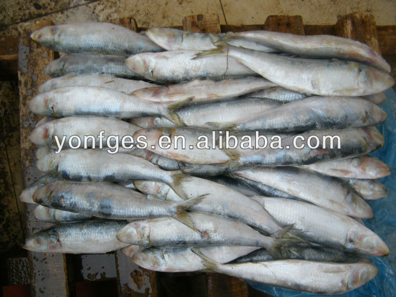 Bait fish frozen sardine for fishing