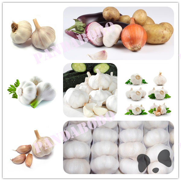 wholesale garlic price export to dubai