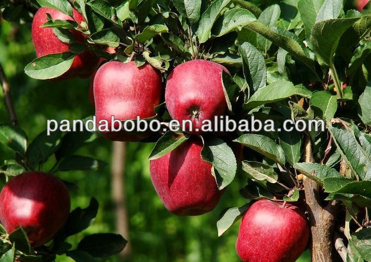 cold storage red delicious apple fruit from Gansu