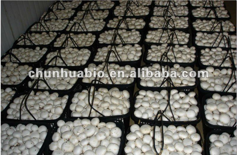 White Button Mushroom in Can
