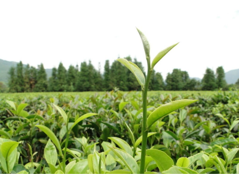 Meng Ding Huangya Yellow Tea