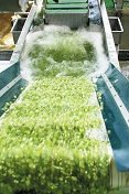 Wasabi Flavored Soy Dressing