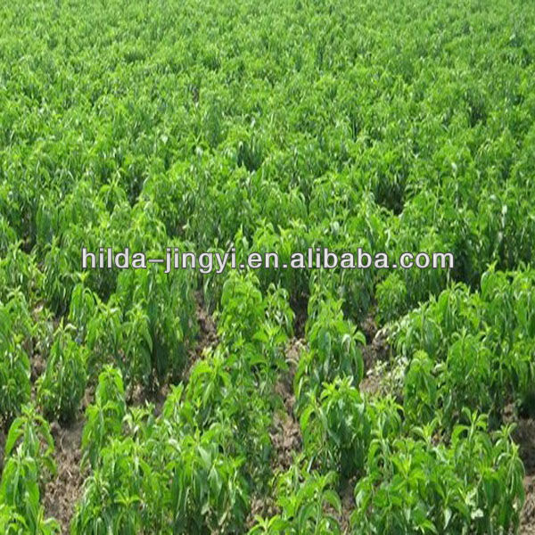 Stevia RA 95-99%
