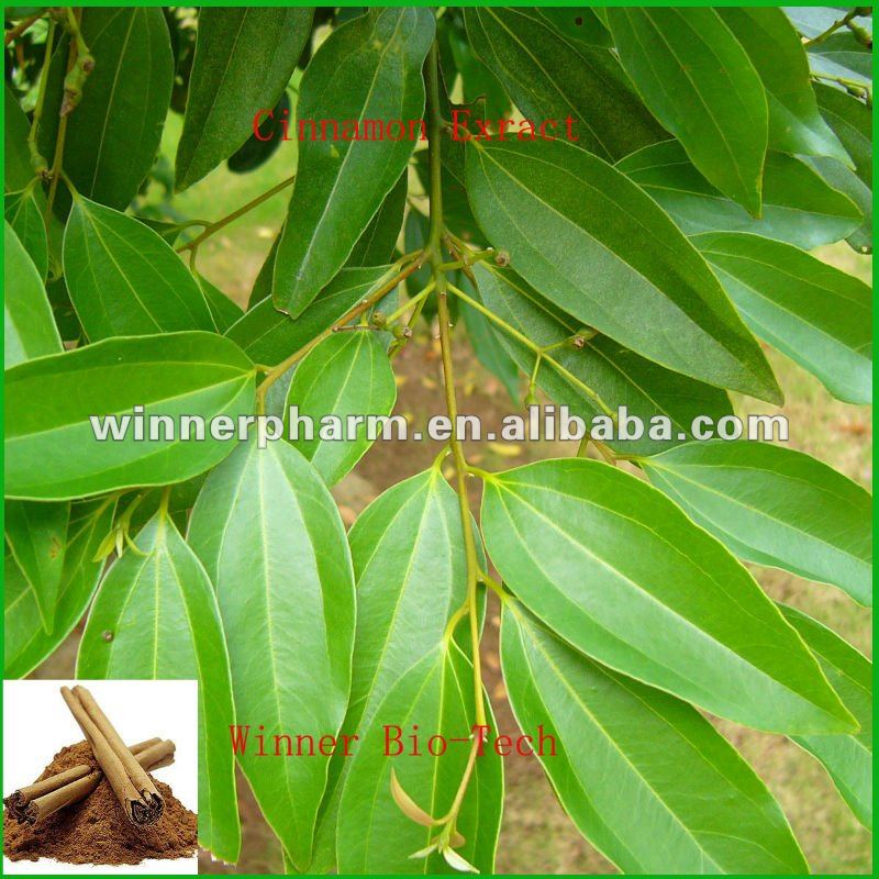 High Quality Cinnamon Bark Water Extract Powder Polyphenols Flavone