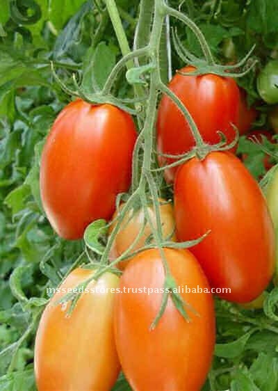 Tomato Seeds on Tomato Roma Vf Seeds   Buy Tomato Seeds Vegetable Seeds Seeds Product