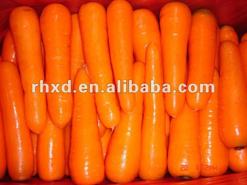 2014 fresh new crop carrot
