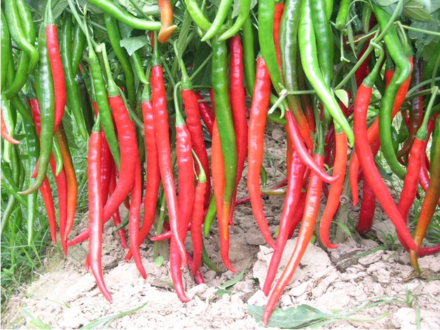 Chinese F1 Hybrid Hottest Sharp Red Pepper Seeds For Planting-Cluster Red