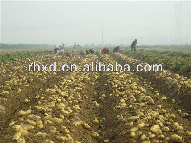 export bulk fresh holland potato