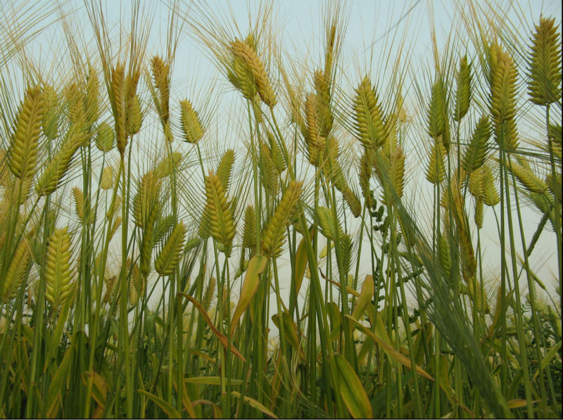 98% 99% Hordenine Hordeum Vulgare Extract - NutraMax Supplier