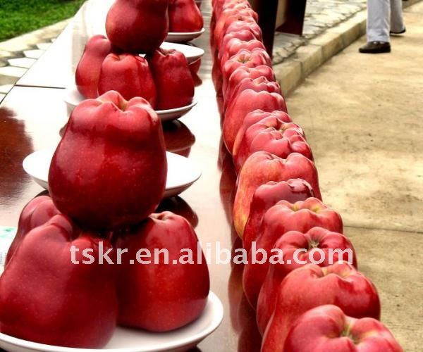NEW arrival best quality red delicious Chinese apple in 2011/fresh red sweet juicy huaniu apple
