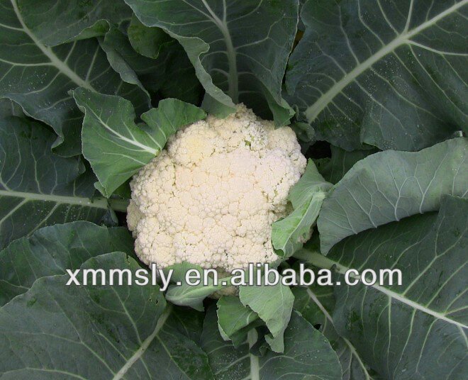 Chinese bulk new crop iqf cauliflower