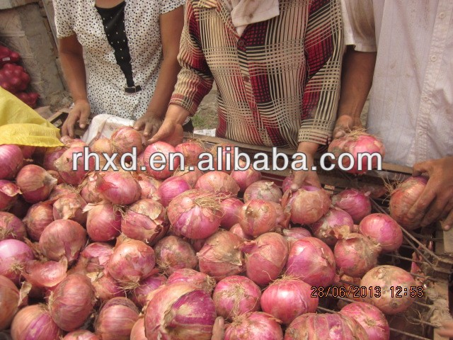 2013 new crop fresh onion export