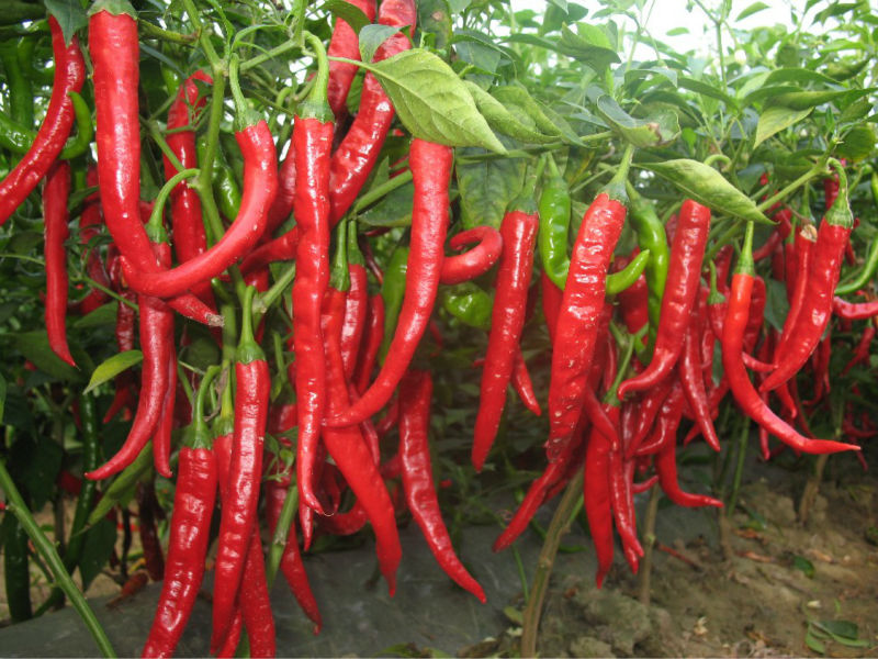 Chinese F1 Hybrid Hottest Sharp Red Pepper Seeds For Planting-Cluster Red