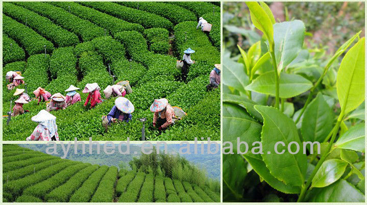Taiwan High mountain Dong Ding Oolong Tea