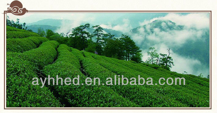 Taiwan High mountain Dong Ding Oolong Tea