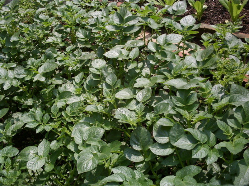 fresh potatoes holland dubai standard fresh potatoes exporter