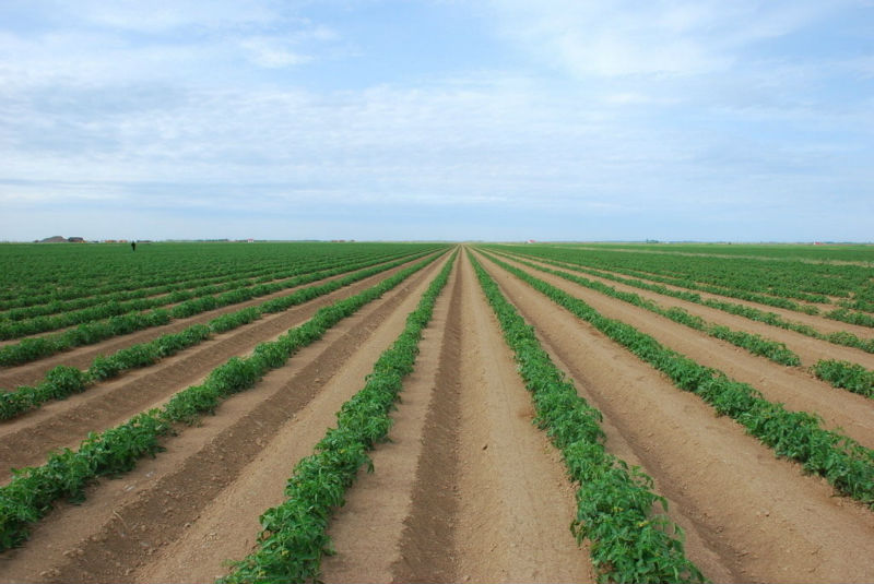 export bulk fresh holland potato
