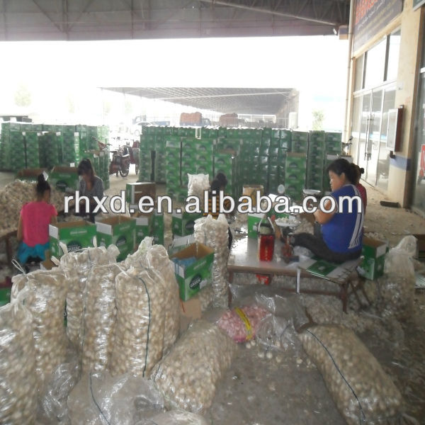 China mesh bag packing white garlic price