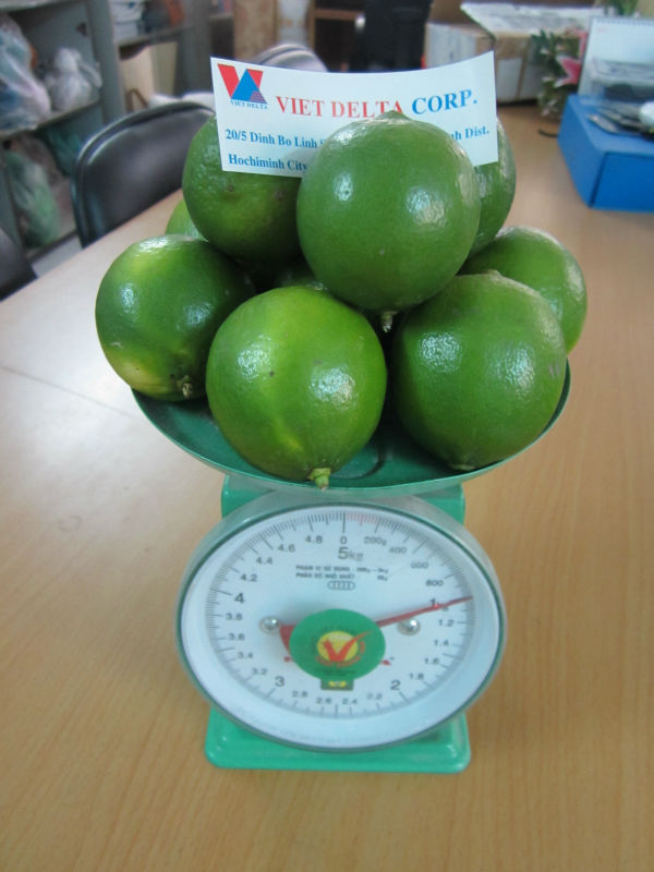 Fresh Green Lemon & Lime - Good Price and High Quality when the crop is coming