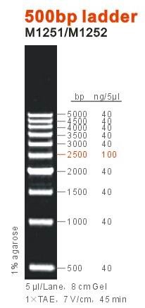 500bp ladder