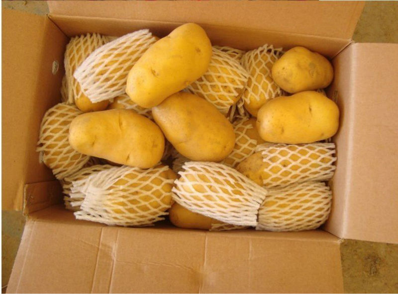 fresh potatoes holland dubai standard fresh potatoes exporter
