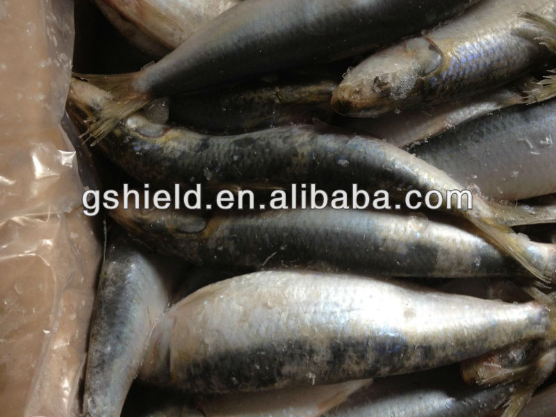 Frozen fish whole round 2030pcs/kg for canned sardine,China price