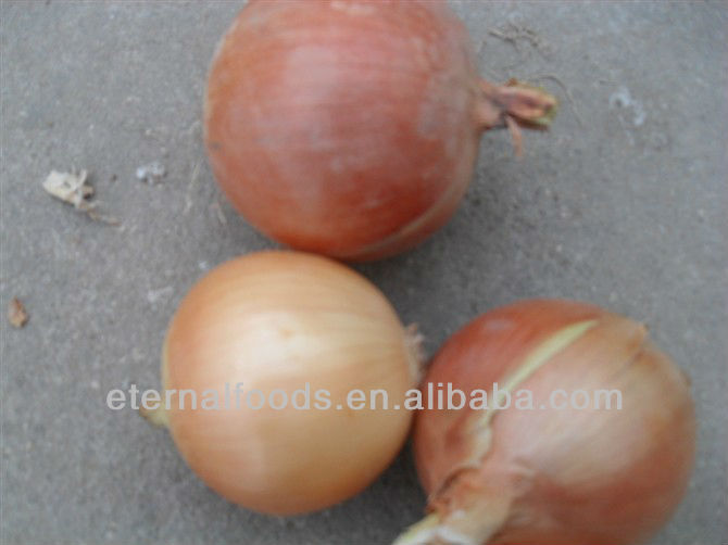 fresh yellow onion from china onion factory
