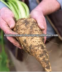 Sugar Beet Best Price From India
